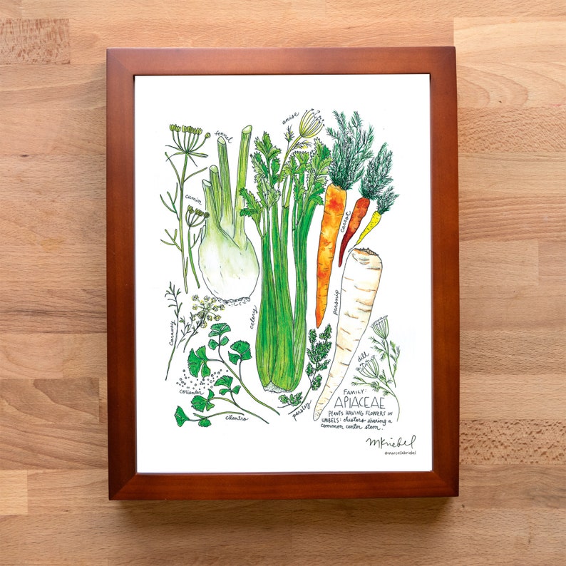 Apiaceae Family with Celery, Parsnips, Fennel & Carrot Illustrated Watercolor Art Print image 3