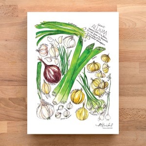 Allium Genus Featuring Scallions, Leeks, Garlic, & Red/Yellow/Sweet Onions Illustrated Watercolor Art Print