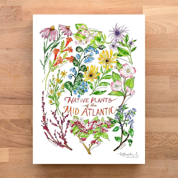 Native Plants of the Mid-atlantic Watercolor Art Print - Etsy