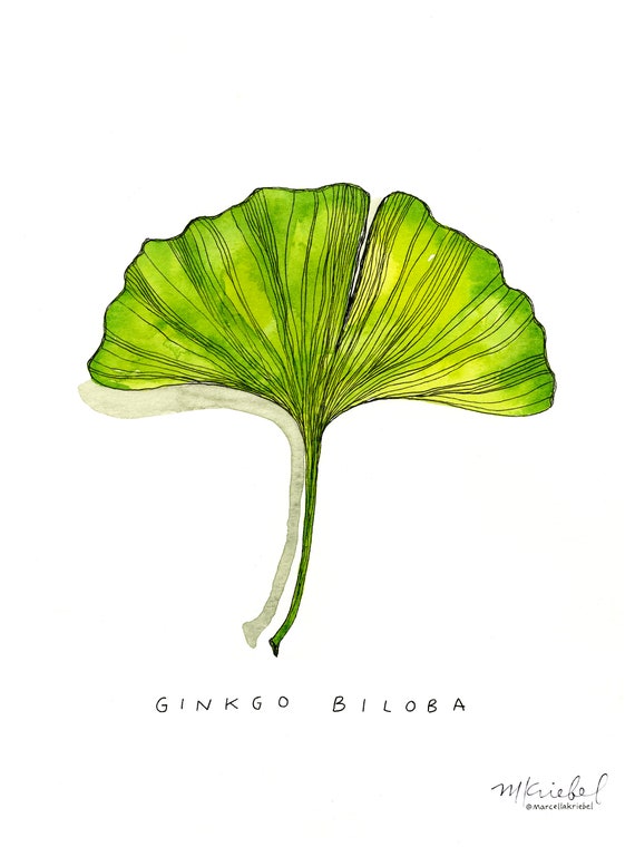Ginkgo Biloba Leaf Watercolor Print, Ginko Plant Art, Wall Decor for Home,  Bright Green Leaf Illustration, Nature Abstract Herbal Painting 