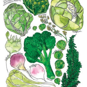 Brassica Genus: Broccoli, Brussels Sprouts, Cabbage, Romanesco & Turnips Illustrated Watercolor Kitchen Art Print