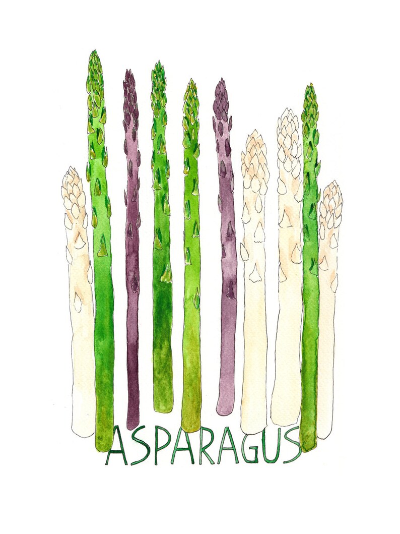 Asparagus illustration