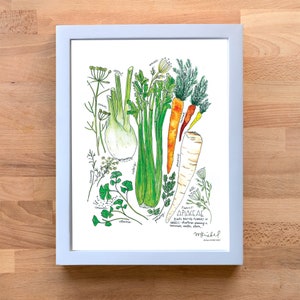 Apiaceae Family with Celery, Parsnips, Fennel & Carrot Illustrated Watercolor Art Print image 2