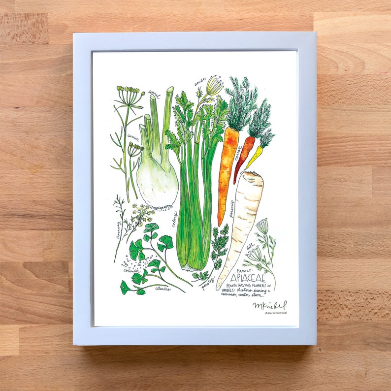 Apiaceae Family with Celery, Parsnips, Fennel & Carrot Illustrated Watercolor Art Print image 2