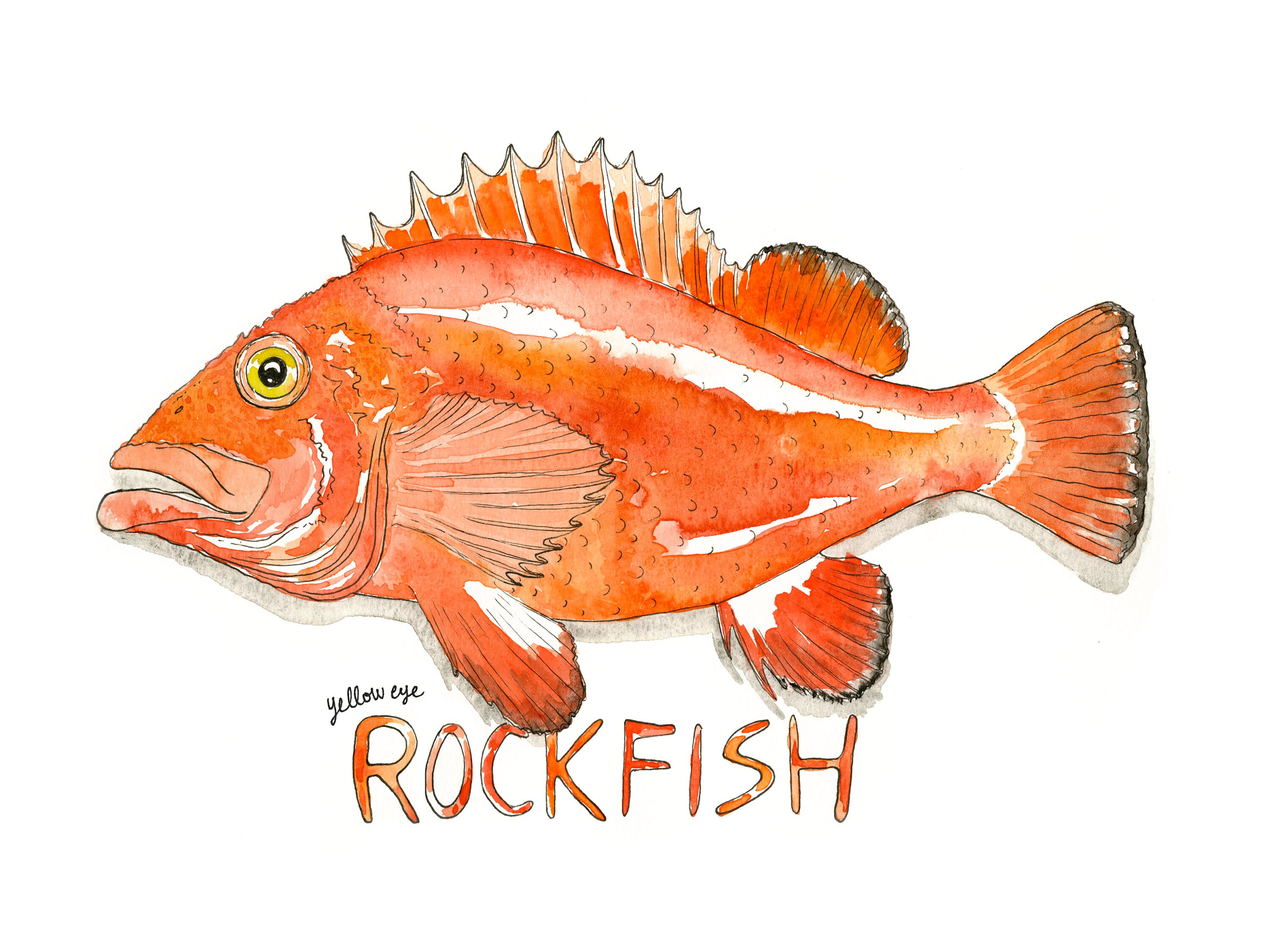 Yellow Eye Rockfish Fish Illustrated Watercolor Art Print Etsy
