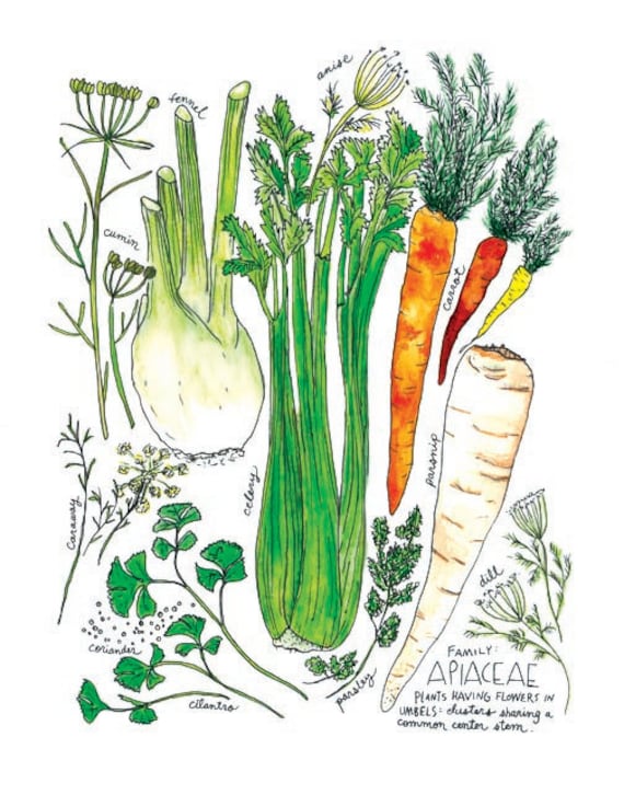 Apiaceae Family With Celery, Parsnips, Fennel & Carrot Illustrated  Watercolor Art Print - Etsy Israel