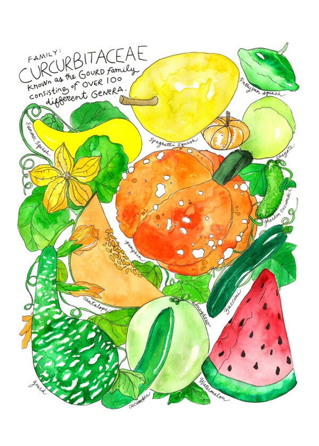 Curcurbitaceae Gourd Family/ Watermelon Zucchini Spaghetti Etsy