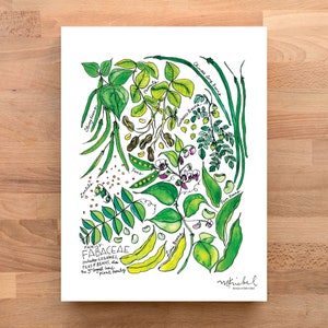Fabaceae Bean Family/Lentils, Limas, Garbanzos, Pole Beans Illustrated Watercolor Art Print