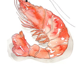 Camarón / Large Shrimp Illustrated Watercolor Art Print