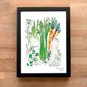 Apiaceae Family with Celery, Parsnips, Fennel & Carrot Illustrated Watercolor Art Print image 4
