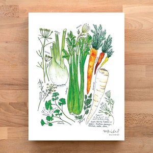 May include: Watercolor illustration of various plants from the Apiaceae family, including fennel, celery, parsley, parsnip, carrot, dill, coriander, and anise. The illustration is labeled with the common names of each plant.