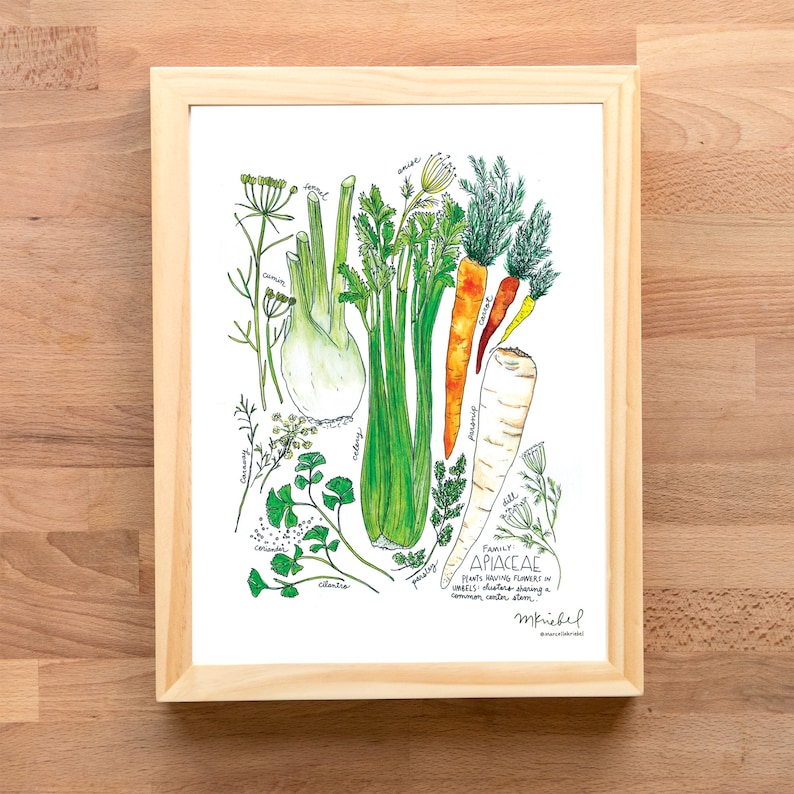 Apiaceae Family with Celery, Parsnips, Fennel & Carrot Illustrated Watercolor Art Print image 5