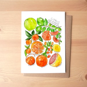 Citrus Family Watercolor Illustration of Tropical Fruits incl. Pomelo, lemon, lime, kumquat, grapefruit: Greeting Card/Stationery + Envelope