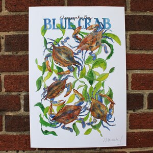 Chesapeake Bay Blue Crab: Atlantic Ocean / Illustrated - Etsy