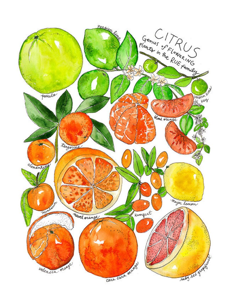 Citrus Family Watercolor Print Art / Kitchen Botanical Family - Etsy