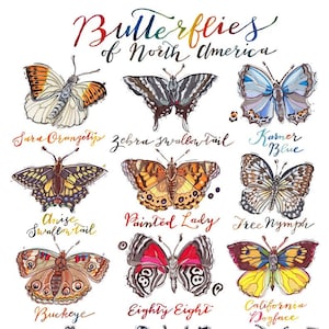 Butterfly print. Butterflies of North America illustration. Poster. Rainbow colors. Garden. Nature. Home decor. Lepidoptera.