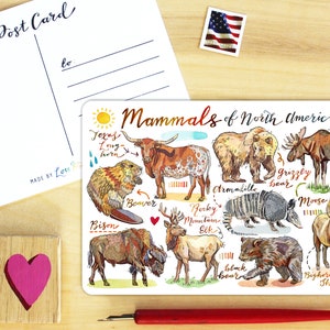 Mammals Postcard.