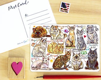 Cats postcard.