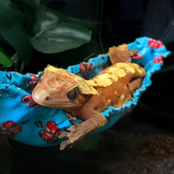 Gecko/Lizard Hammock *the original banana style gecko hammock :)*