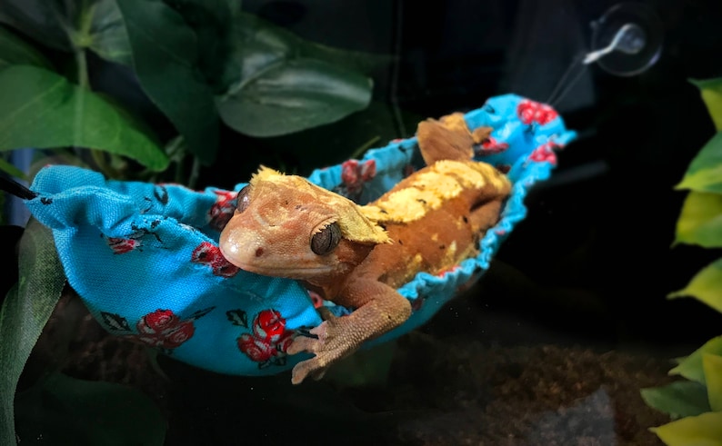 May include: A brown and yellow crested gecko resting in a blue hammock with a floral pattern.