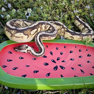 Snake Beardie reptile watermelon food water dish