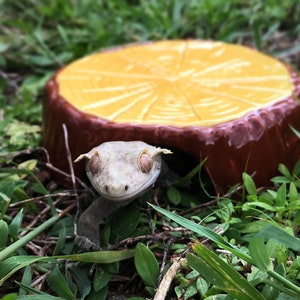 Small Stump Gecko Hide