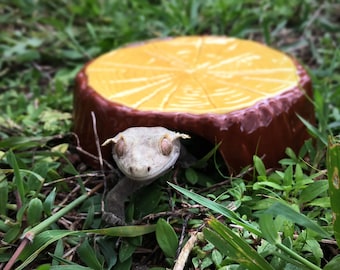 Small Stump Gecko Hide