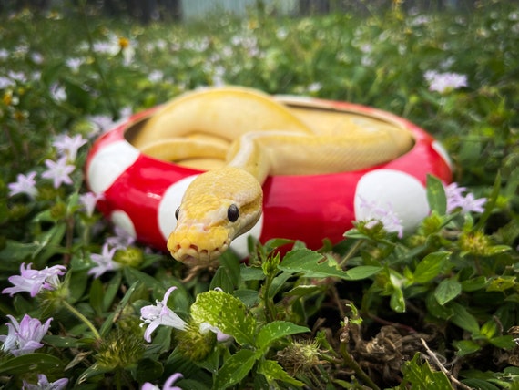 Large snake water bowl sale