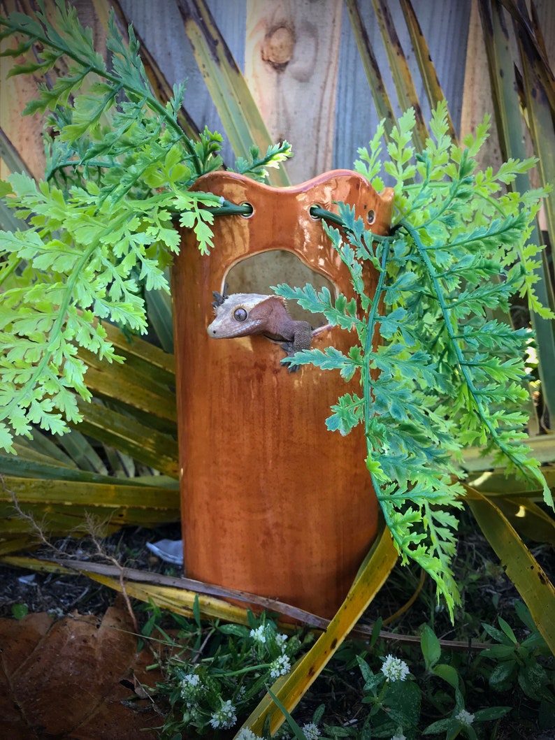 Crested Gecko Cricket Or Roach Feeder Etsy