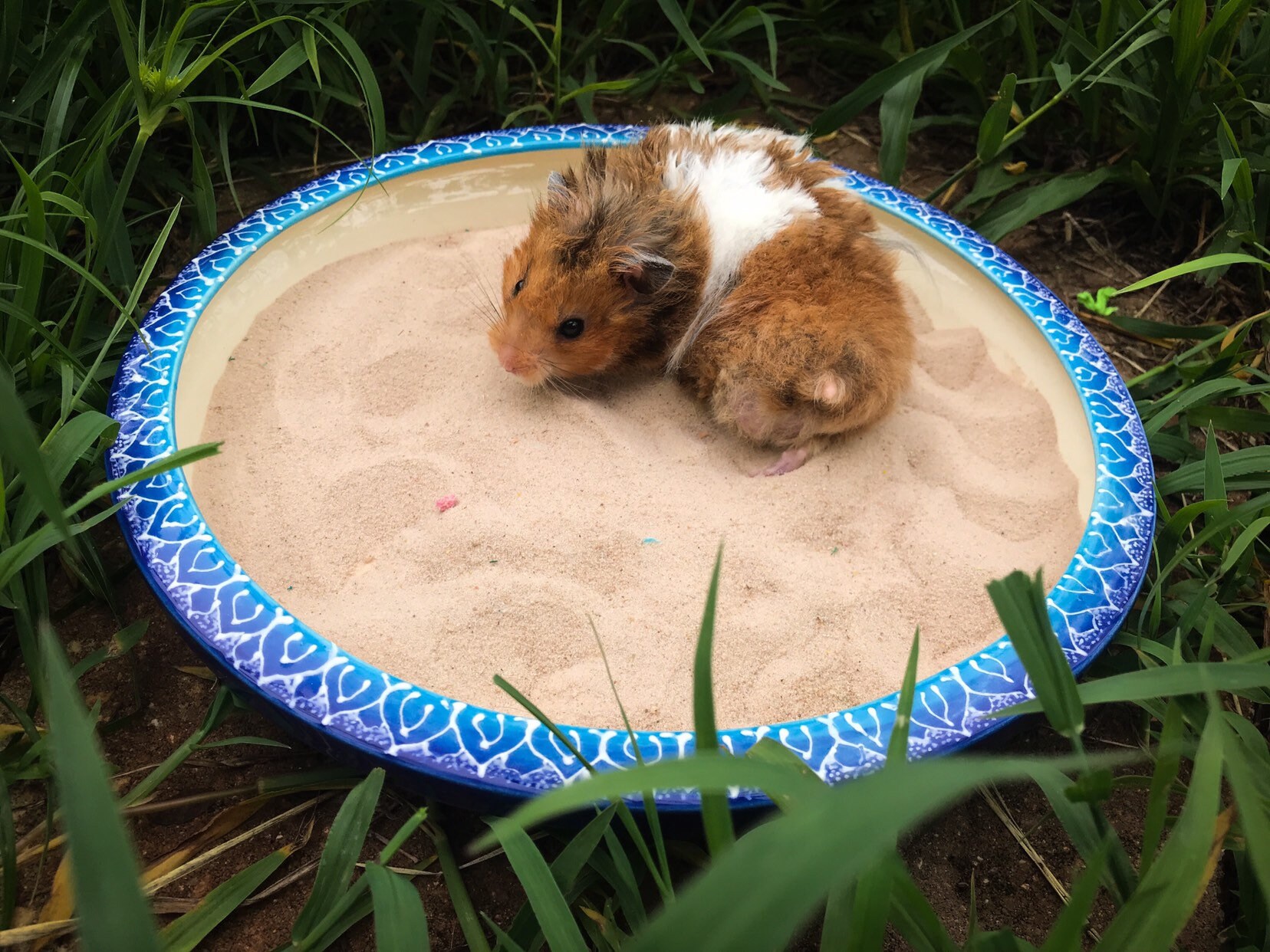 hamster sand bath dish