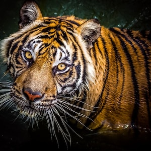 Puede incluir: Primer plano de la cara de un tigre con rayas naranjas y negras. El tigre está en el agua y sus bigotes son visibles.