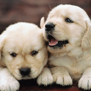 May include: Two golden retriever puppies cuddling together. The puppy on the left is looking down with its paws resting on a wooden surface. The puppy on the right is looking up with its mouth open and its tongue sticking out.
