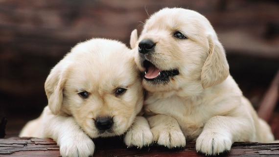 Golden Retriever Puppies Cross Stitch Pattern - Etsy