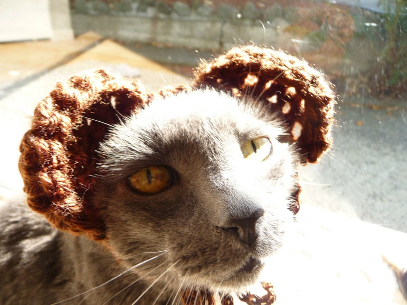 May include: A gray cat wearing a brown crocheted hat with ear-like shapes. The cat has yellow eyes and is positioned in front of a window, with sunlight illuminating the scene. The hat appears to be handmade.