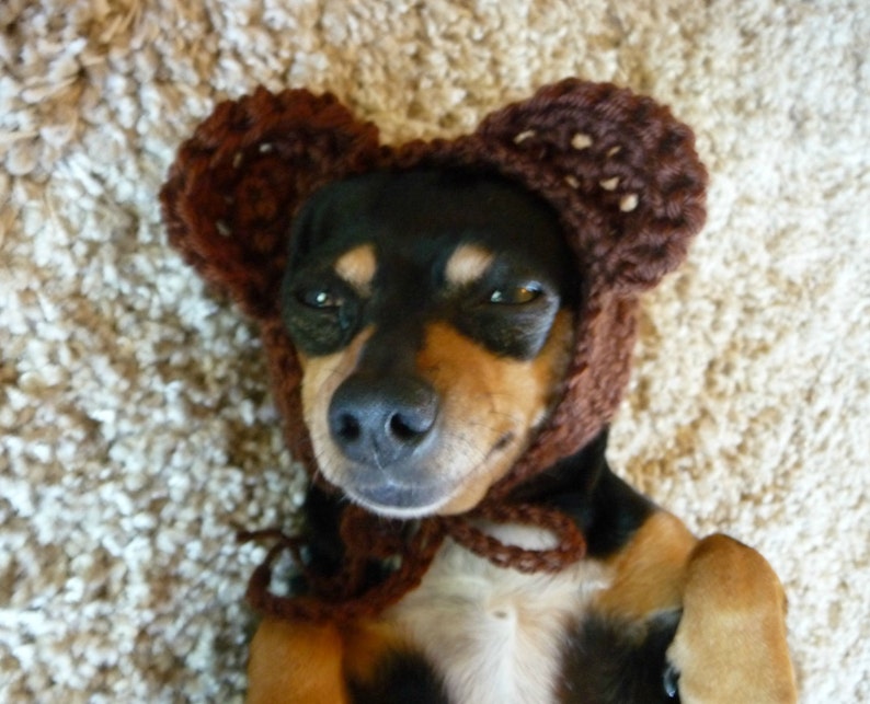 May include: A small dog wearing a brown crocheted bear hat with large ears. The dog has black and tan fur and is lying on its back, looking at the camera.