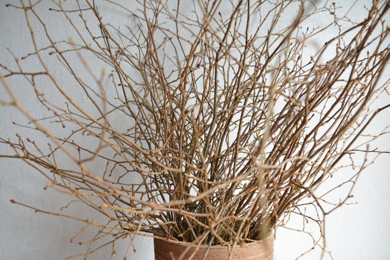 56 cm Hazel branches Decorative Hazelnuts Twigs Set of more 20 Etsy