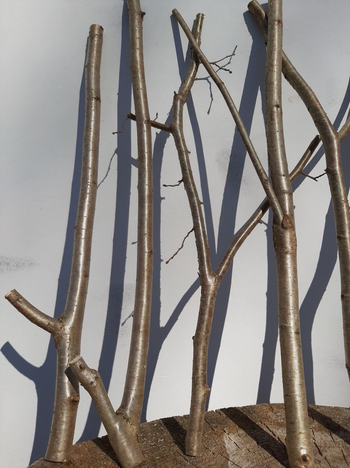 6 PCS Exclusive thick long strong HAZEL branches. Branches Etsy