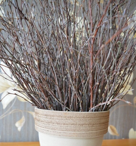 White Birch Branches Decorative Birch Twigs Set Of 25 35 Etsy