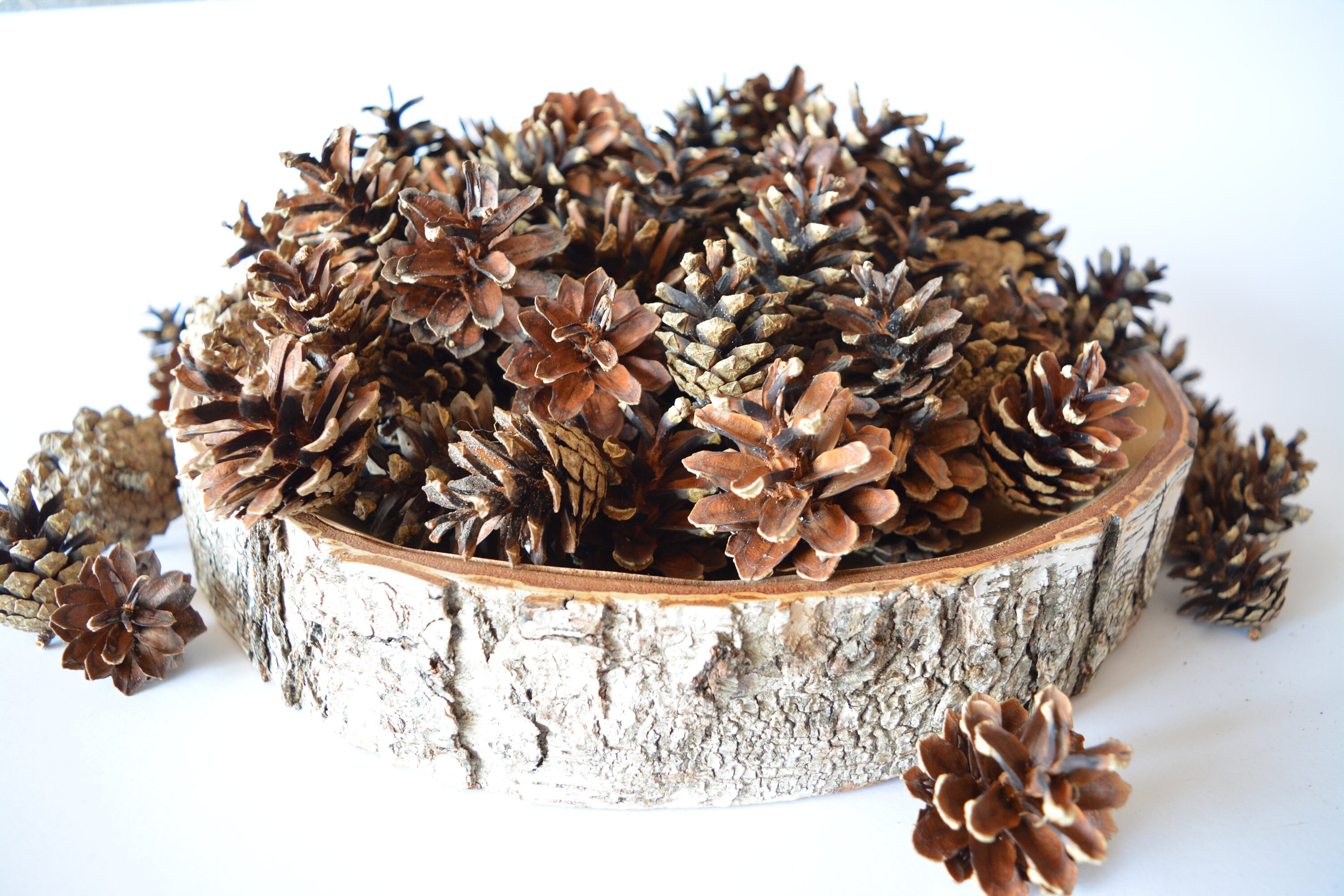 Large Pine Cones for sale Only 3 left at 60