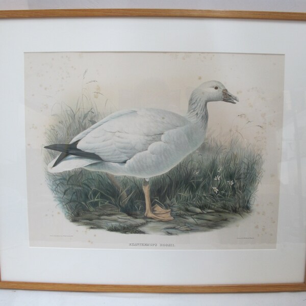 Daniel Giraud ELLIOT Hand Tinted 1869 Whitneys Ross SNOW GOOSE Framed Lithograph