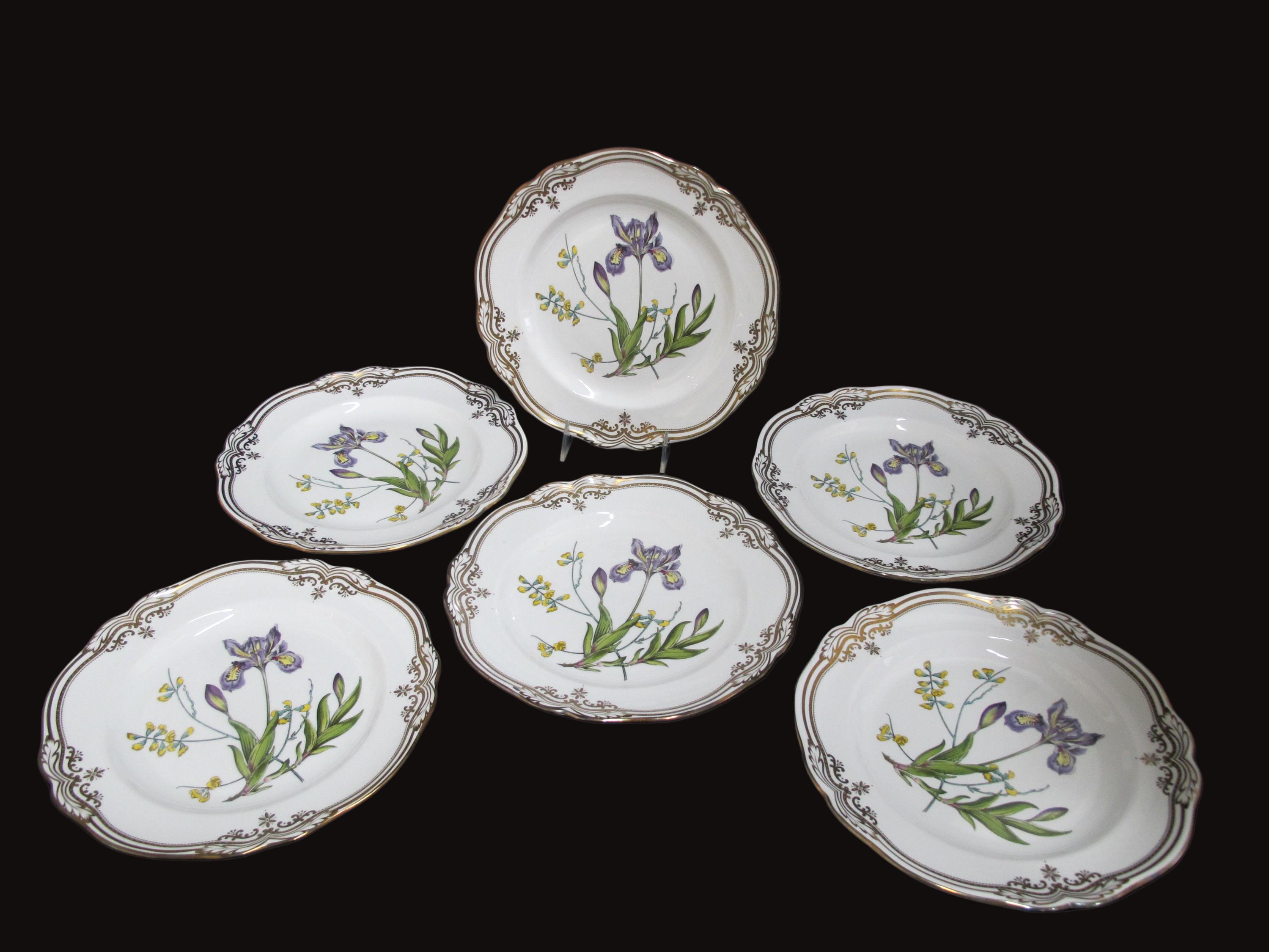 SPODE Stafford Flowers IRIS & SPHAEROLOBIUM Gilt Rim Bone China