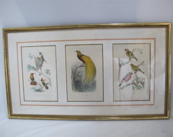 GARNIER FRERES 1879 Fournier Framed Hand Colored Trio BIRD Engraving Prints