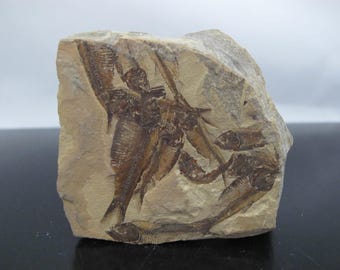 X線骨！大型で天然のディプロミスタス魚化石 ワイオミング州産 623g