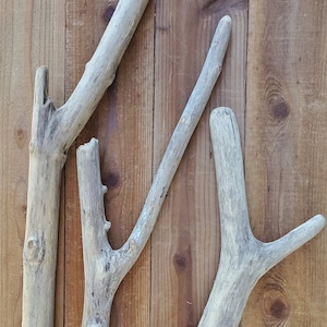Driftwood Branch Trio with Natural Y&#39;s