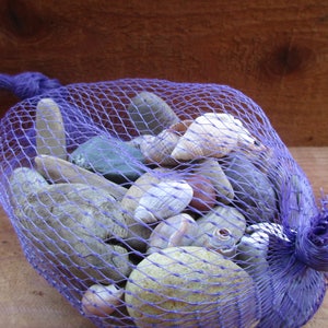 Assorted Shells, Driftwood, and Pebbles for Natural Crafts and Decorating, Buy 4 Get 1 Free image 4