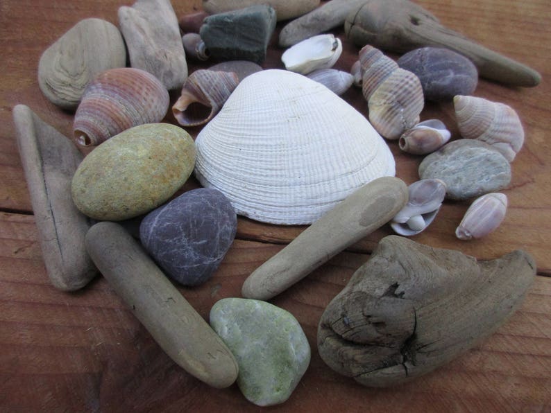 Assorted Shells, Driftwood, and Pebbles for Natural Crafts and Decorating, Buy 4 Get 1 Free image 2