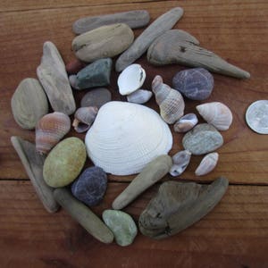 Assorted Shells, Driftwood, and Pebbles for Natural Crafts and Decorating, Buy 4 Get 1 Free image 5