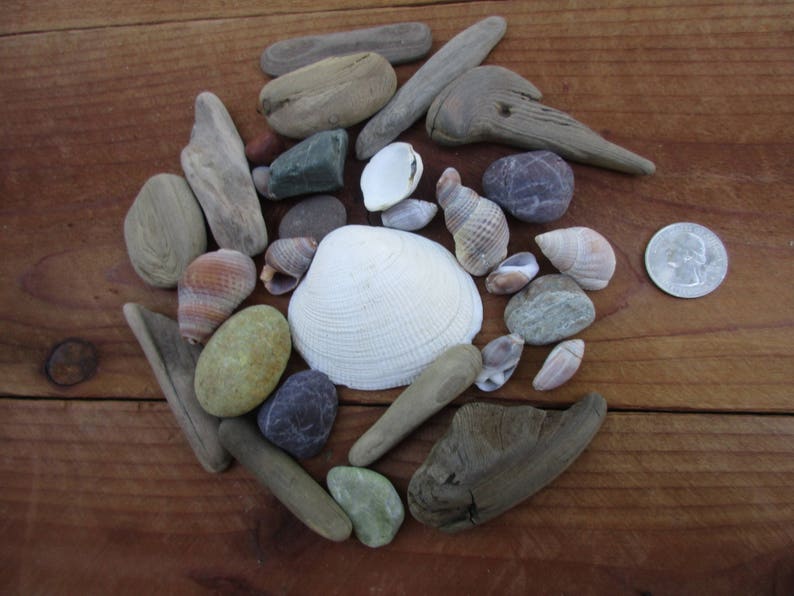 Assorted Shells, Driftwood, and Pebbles for Natural Crafts and Decorating, Buy 4 Get 1 Free image 5