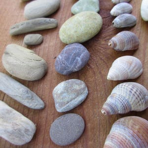 Assorted Shells, Driftwood, and Pebbles for Natural Crafts and Decorating, Buy 4 Get 1 Free image 1