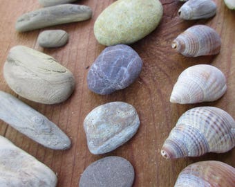 Assorted Shells, Driftwood, and Pebbles for Natural Crafts and Decorating, Buy 4 Get 1 Free!